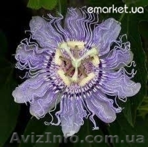 Продам цветы для комнат #672813