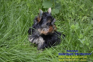 Элитные щеночки йоркширского терьера vip-classa #665846