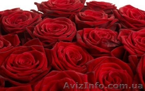 Срочно предлагаем розы оптом к выпускным #652215