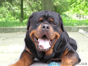 Продам элитных щенков Ротвейлера,  немецкая линия Ротвейлеров. #670430