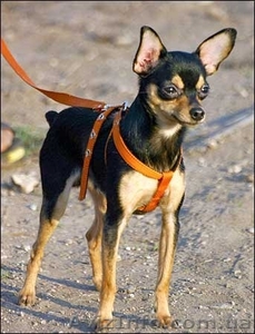 Пропала Собака.порода Той-терьер 23 мая 2012г. #667763