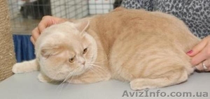 Вязка  кот для вислоухой #670687