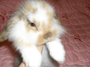 Продам кролика с клеткой и кормом на первое время #652242