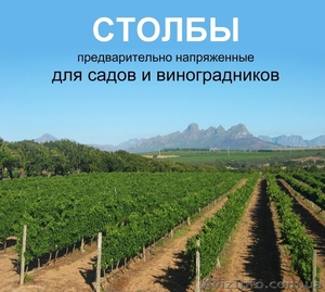 Виноградные железобетонные колья (столбики) #673696