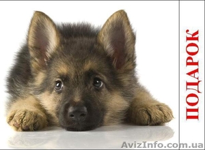 Продам щенка. Собаки ВСЕХ  пород #657709