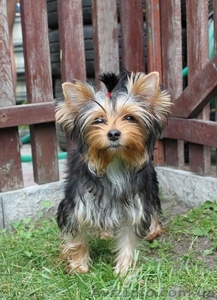 Продается элитный Йоркширский терьер #673273