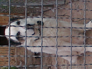 Отдам пса хорошему хозяину #648176