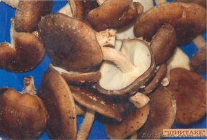 Выпускаем и реализуем качественный мицелий,  грибы вешенки и шиитаке #654040