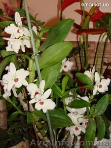 продам комнатные растения, ОРХИДЕИ и другие #652384