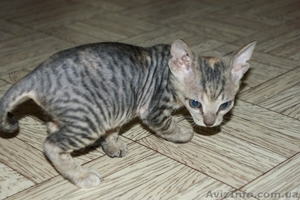 продам кошку канадского сфинкса #661661