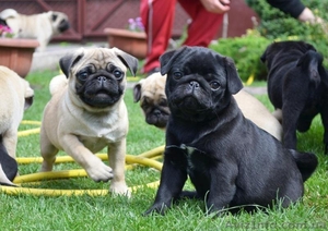 Мопс,  щенки черного и беж. окраса #678965