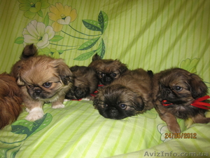 супер-щеночки пекинеса ищут заботливых хозяев #697270