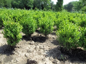 Самшит,  туя колоновидная,  смарагд,  брабант #689057