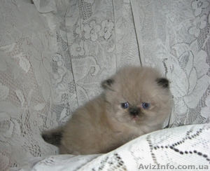 Продаются персидские котята #686554