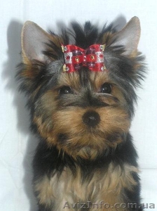 Щенки  йоркширского  терьера  ! #690180