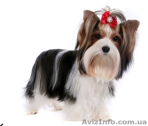 щенки бивер йоркширского терьера #677307