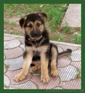 Срочно продам немецкую овчарку! #698113