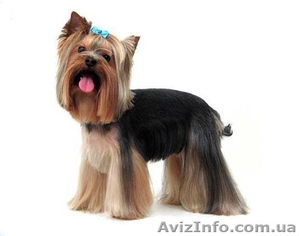 СТРИЖКА СОБАК И КОШЕК #684151