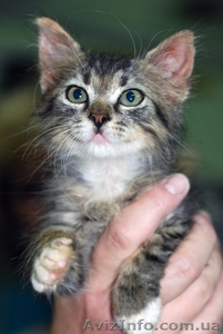 Котенок Кеша в добрые ручки #684270