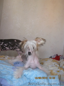 Щенки голой китайской хохлатой #699660