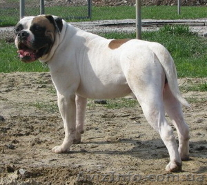 Щенки Американского бульдога в п-ке 
