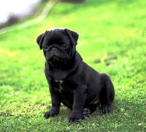 Мопсята,  черные жемчужины. #685963