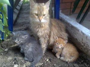 Серый мальчик и рыжая девочка,  очаровательные малыши ищут дом! #684159