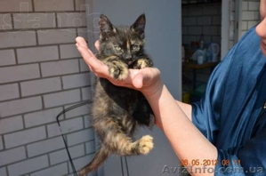 Трёхцветный котёнок с доставкой на дом #701457