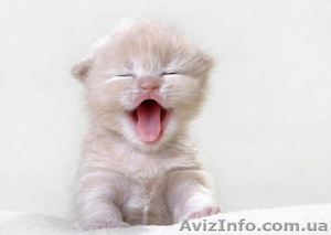 Помогите спасти котят! Остались без мамы... #696628