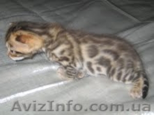 Бенгальские котята , , , , , , , , , , , , , ,  #701154