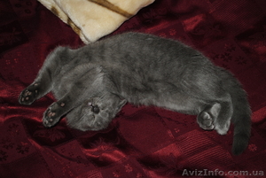 Пушистая красавица-шотландская вислоухая #676748