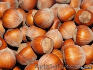 Предлагаем саженцы фундука  #692344