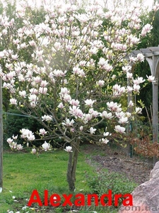 Декоративные растения по низким ценам #697876