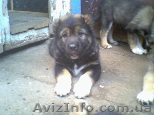 щенки кавказских волкодавов #692523