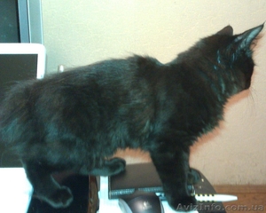 Котик черный бобтейл #684628