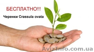 БЕСПЛАТНО!!! Crassula ovata #693989