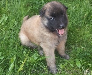 Продам щенки Тервюрен Бельгийская овчарка Киев #696477