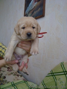 Щенки лабрадора с хорошей родословной #683688