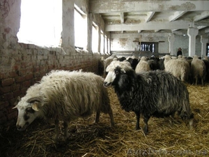 Продаем баранов #675175
