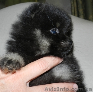 щенок померанца #687482