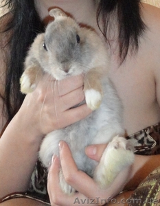 Отдам декоративного кролика #692540