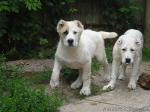 Щенки САО (Средне Азиатская Овчарка) #696026