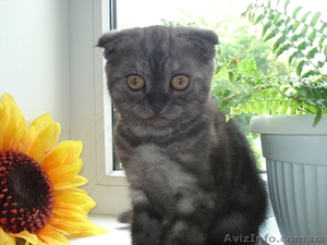 Прекрасные Шотландские Вислоухие Котята #655722