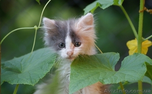 Знакомьтесь-маленькая Ксюша #694179