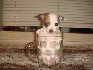 щенки чихуахуа #630829