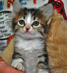 Котятам нужны хозяева  #701174