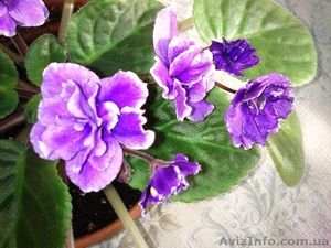 Продаю комнатные растения недорого! #678403