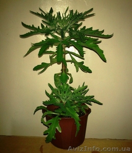 продам каланхое дольчатое (laciniata) #701440