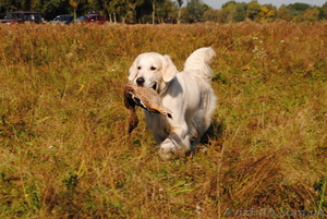 щенки голден ретривера #692598