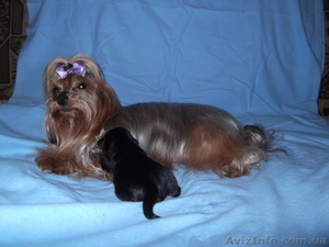  питомник продаст йоркширского терьера #687531